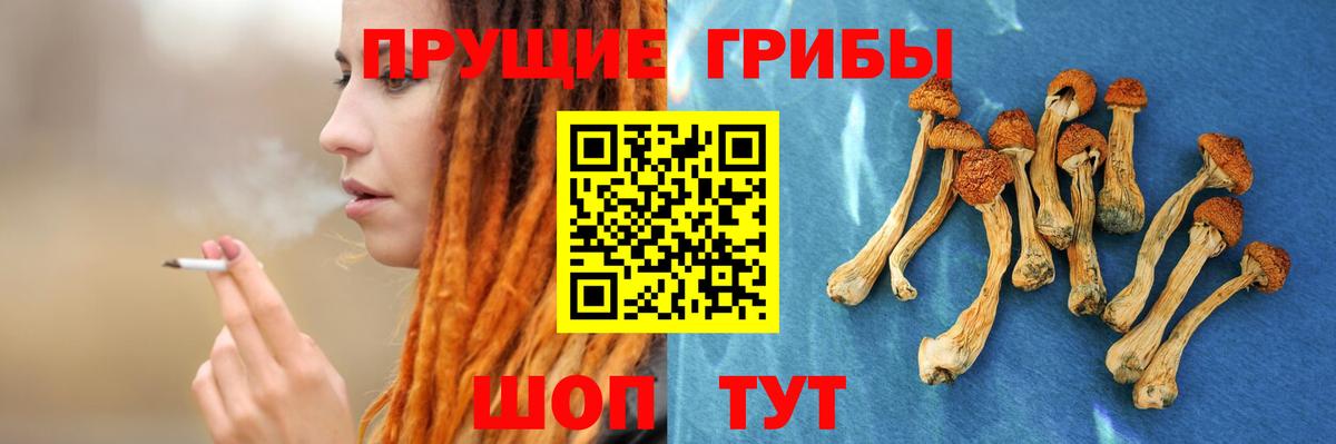 Псилоцибиновые грибы Psilocybe  Вход с VPN  Боровичи 
